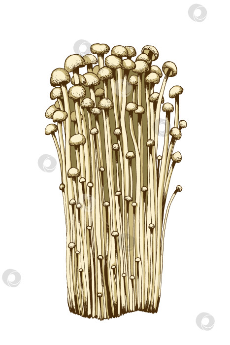 Скачать Иллюстрация к грибам Эноки фотосток Ozero