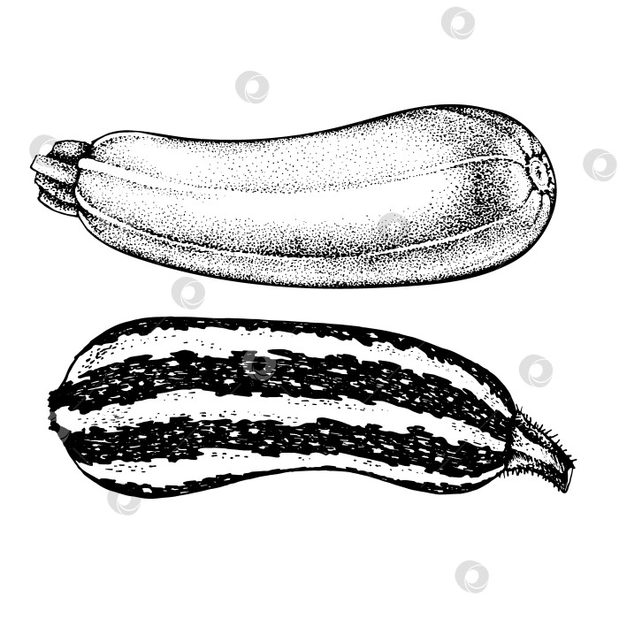 Скачать набор кабачков с рисунком от руки фотосток Ozero