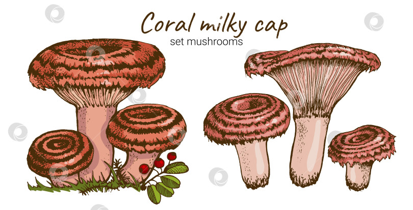 Скачать Съедобный гриб-сыроежка фотосток Ozero