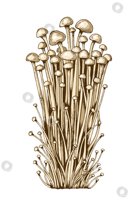 Скачать Иллюстрация к грибам Эноки фотосток Ozero