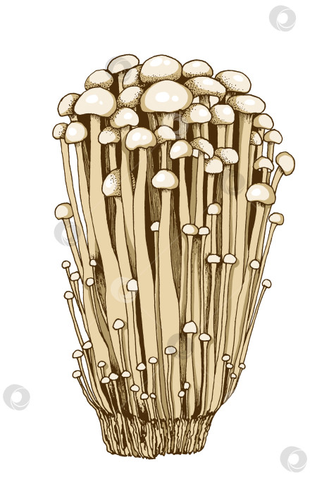 Скачать Иллюстрация к грибам Эноки фотосток Ozero