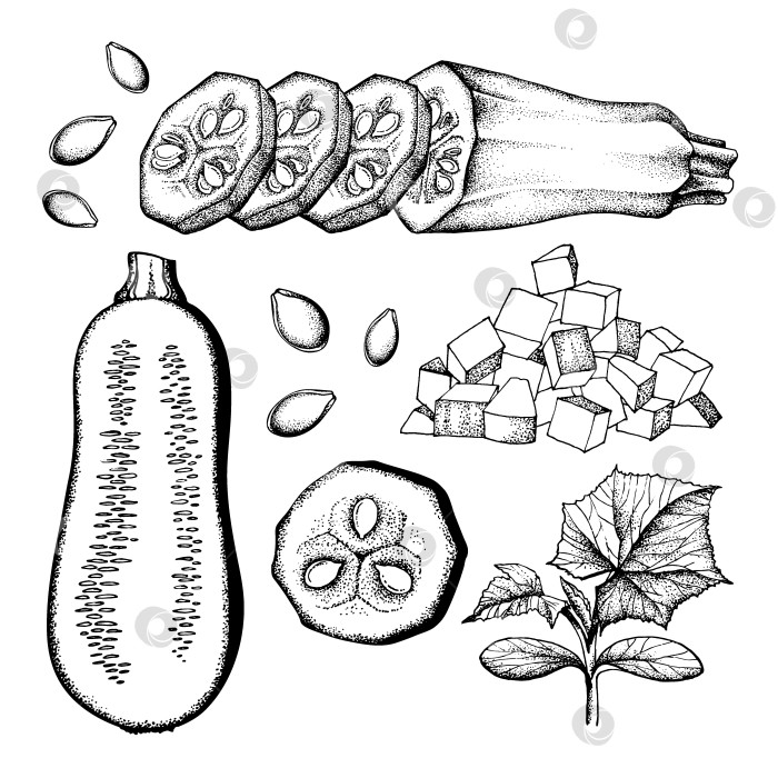 Скачать набор кабачков с рисунком от руки фотосток Ozero