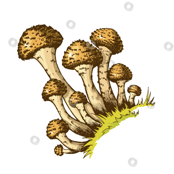 Скачать опята фотосток Ozero