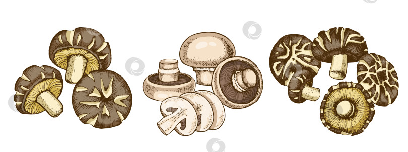 Скачать Иллюстрация к грибу шиитаке фотосток Ozero