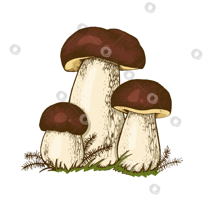 Скачать Съедобный гриб балете фотосток Ozero