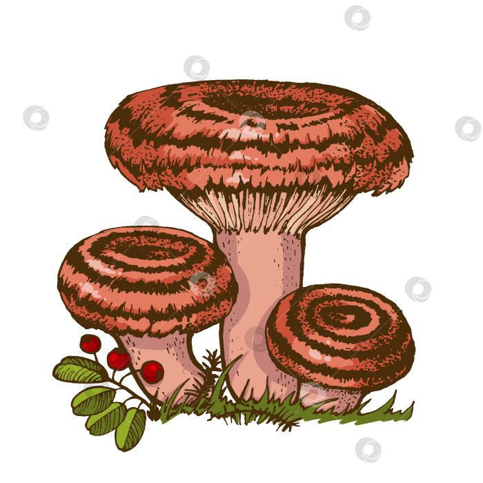 Скачать Съедобный гриб-сыроежка фотосток Ozero