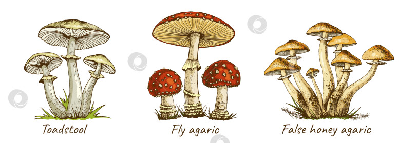 Скачать множество ядовитых грибов фотосток Ozero