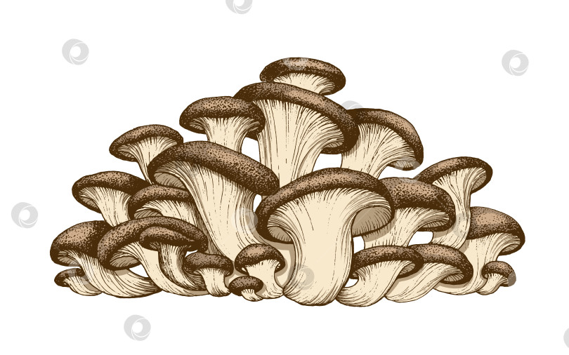 Скачать Иллюстрация к вешеночным грибам фотосток Ozero