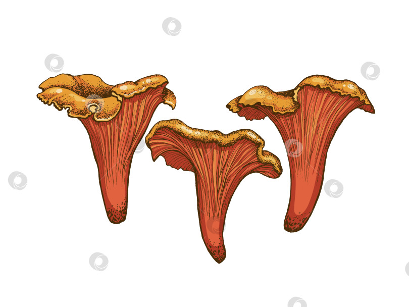 Скачать Иллюстрация грибов лисичек фотосток Ozero