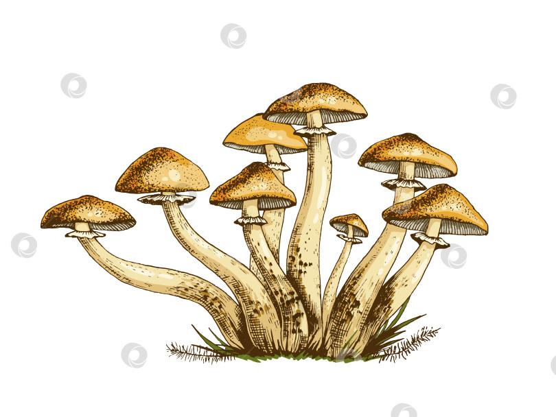Скачать Иллюстрация к ядовитым грибам фотосток Ozero