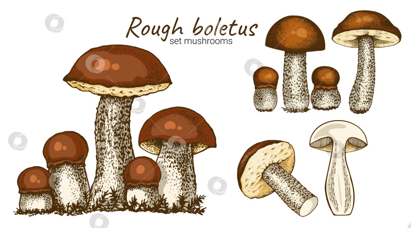 Скачать гарнир из белых грибов фотосток Ozero