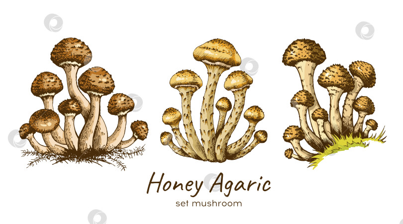 Скачать Иллюстрация съедобных грибов фотосток Ozero