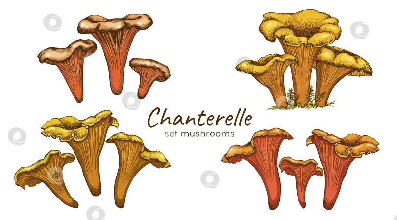 Скачать Иллюстрация грибов лисичек фотосток Ozero