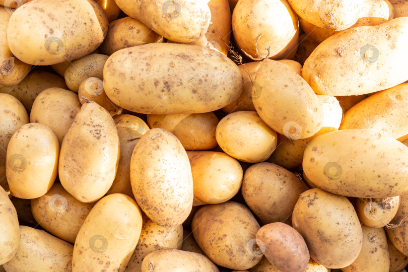 Скачать Картофель фотосток Ozero