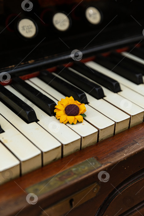 Скачать Ромашка на клавишах пианино фотосток Ozero
