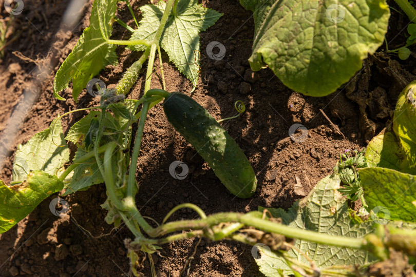 Скачать Огурец на грядке фотосток Ozero