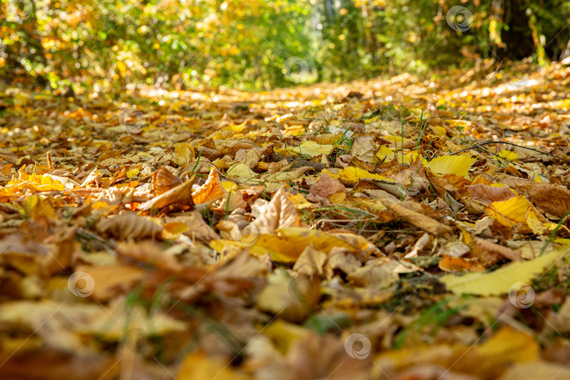 Скачать Осенняя пора фотосток Ozero