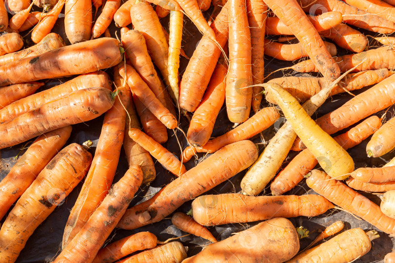 Скачать Урожай морковки фотосток Ozero