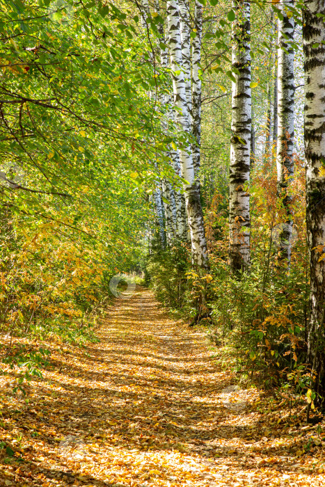 Скачать Осенняя тропа фотосток Ozero
