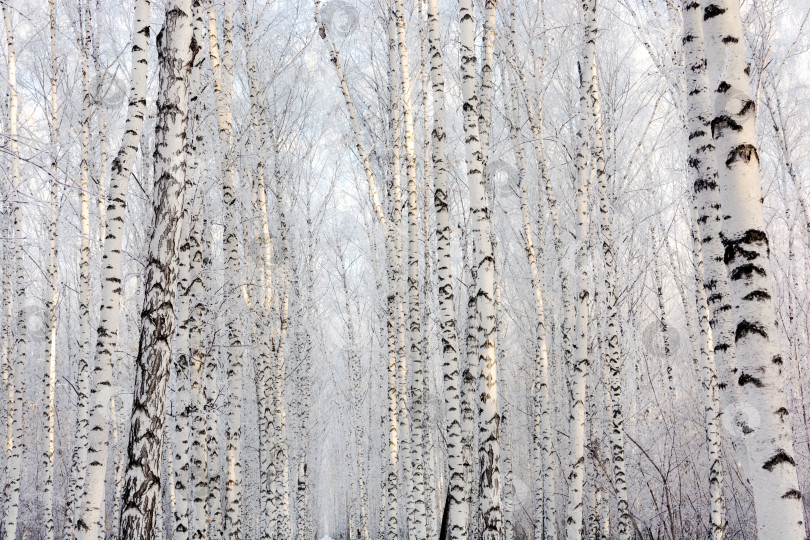 Скачать Березовый морозный лес под ярким солнцем.  фотосток Ozero