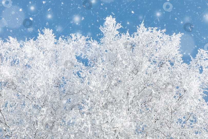 Скачать Белые березы покрыты инеем и снегом. фотосток Ozero