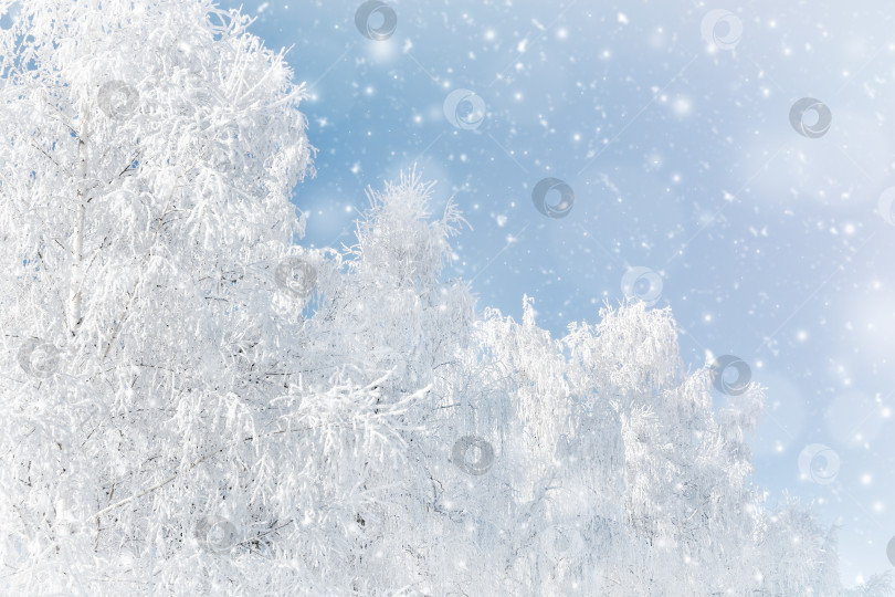 Скачать Белые березы покрыты инеем и снегом. фотосток Ozero