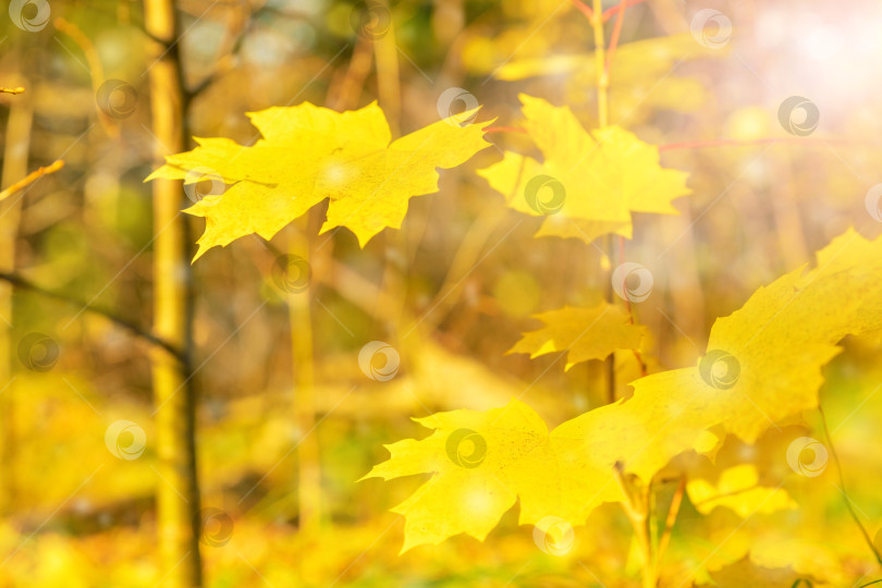 Скачать Яркий осенний фон из желтых листьев. Мягкий фокус. фотосток Ozero