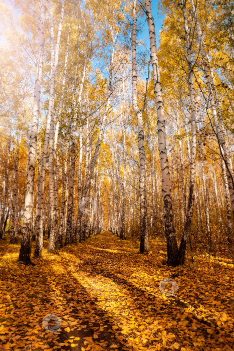 Скачать Осенняя березовая роща, освещенная ярким солнцем фотосток Ozero