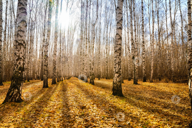 Скачать Осенняя березовая роща, освещенная ярким солнцем.  фотосток Ozero