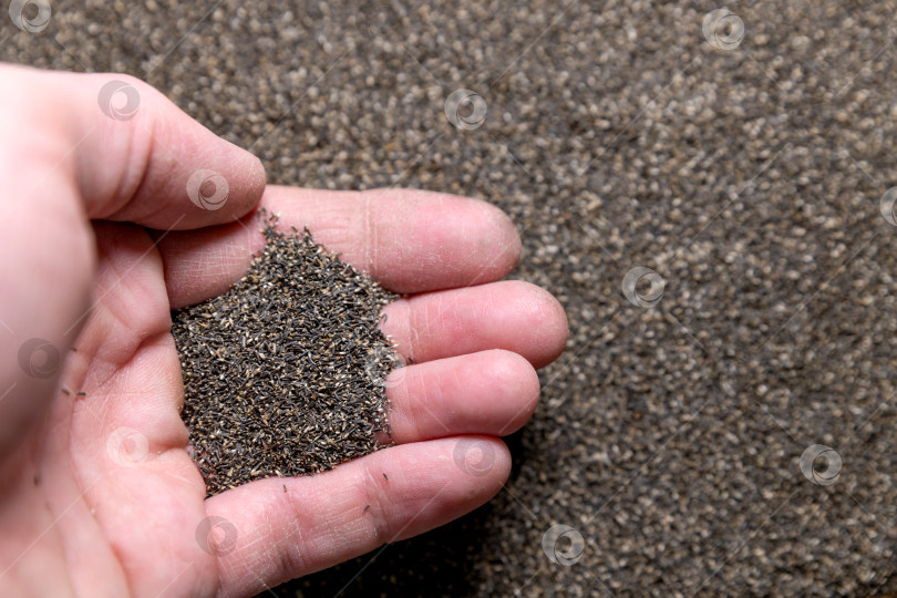 Скачать Семена цветка агератум в руке мужчины на размытом фоне.  фотосток Ozero