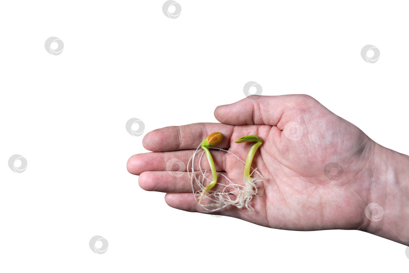 Скачать Проросшие семена растений в мужской руке садовника.  фотосток Ozero