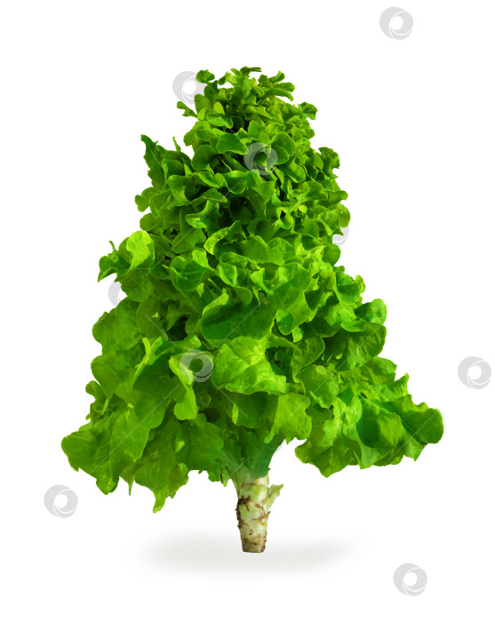 Скачать Свежие зеленые листья салата-латука на белом изолированном фоне. фотосток Ozero