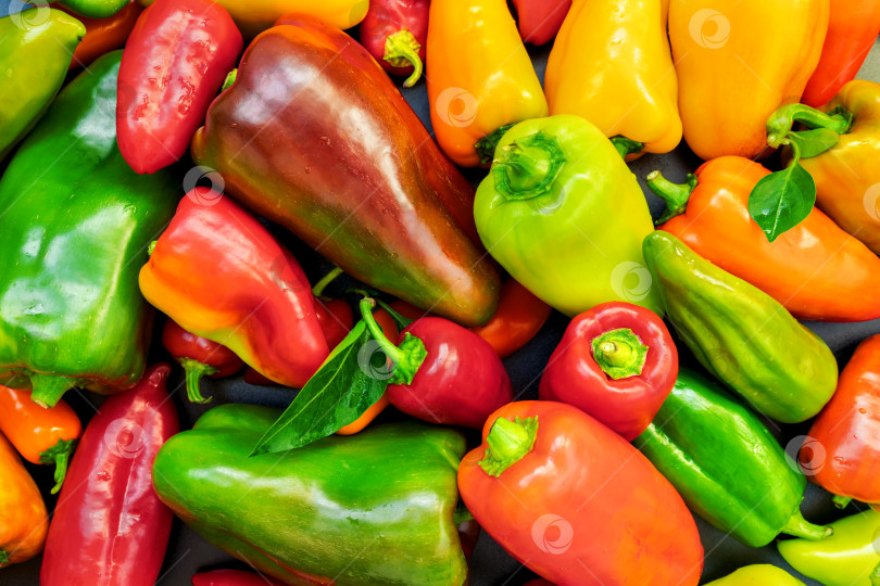 Скачать Болгарский свежий красный, желтый и зеленый перец.  фотосток Ozero