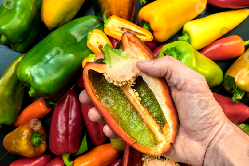 Скачать Мужчина показывает свежий сладкий болгарский перец, который он держит в руке. фотосток Ozero