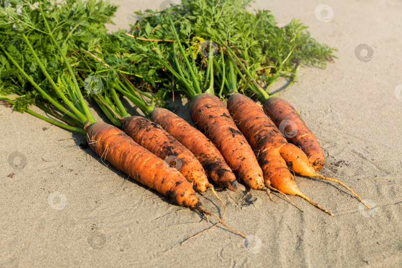 Скачать Свежую морковь достают из земли и выкладывают на песок.  фотосток Ozero