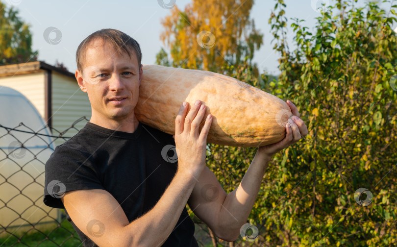 Скачать Фермер держит в руках длинную желтую тыкву.  фотосток Ozero