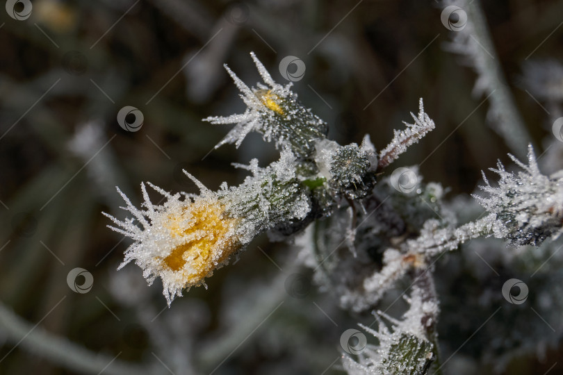Скачать Иней на сухом растении крупным планом. фотосток Ozero