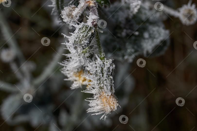 Скачать Иней на сухом растении крупным планом. фотосток Ozero