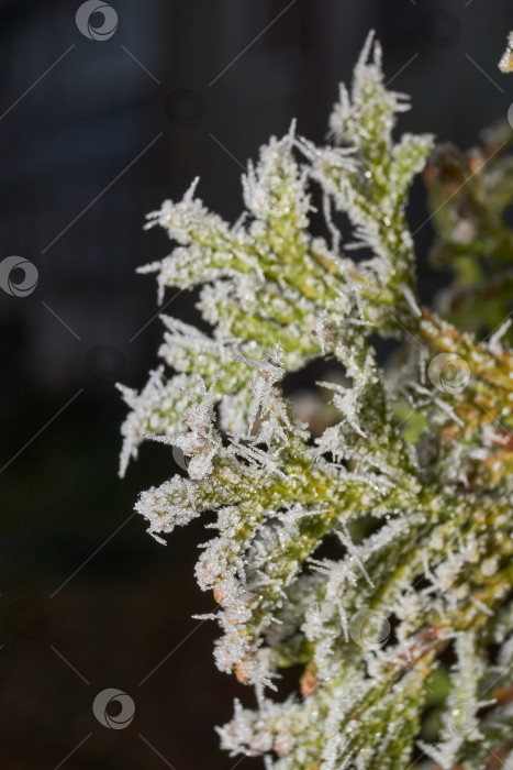 Скачать Иней на сухом растении крупным планом. фотосток Ozero