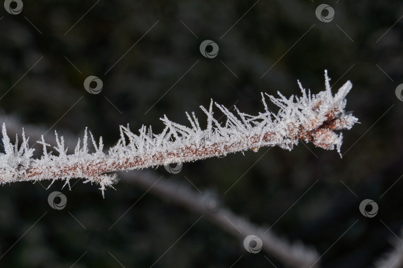 Скачать Иней на сухом растении крупным планом. фотосток Ozero