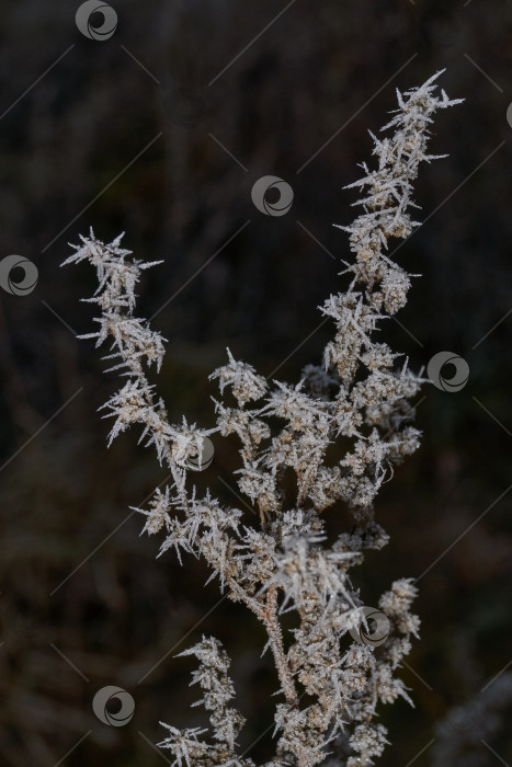 Скачать Иней на сухом растении крупным планом. фотосток Ozero