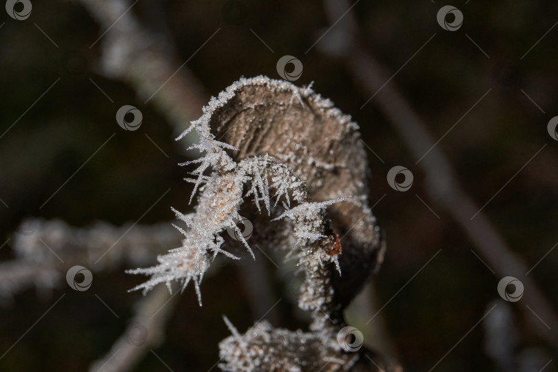 Скачать Иней на сухом растении крупным планом. фотосток Ozero