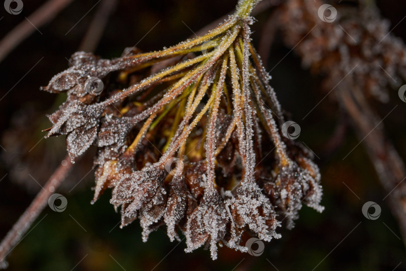 Скачать Иней на сухом растении крупным планом. фотосток Ozero
