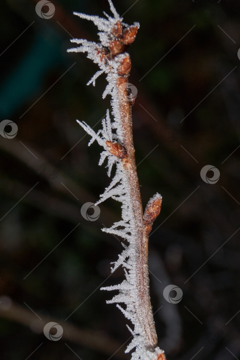 Скачать Иней на сухом растении крупным планом. фотосток Ozero