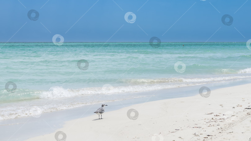 Скачать Прекрасный морской пейзаж. Волны спокойного аквамаринового океана накатываются на берег. фотосток Ozero