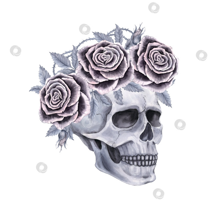 Скачать череп с розами фотосток Ozero