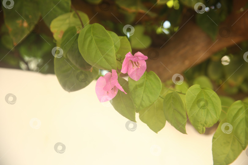 Скачать Цветок розовый бугенвиллея фотосток Ozero