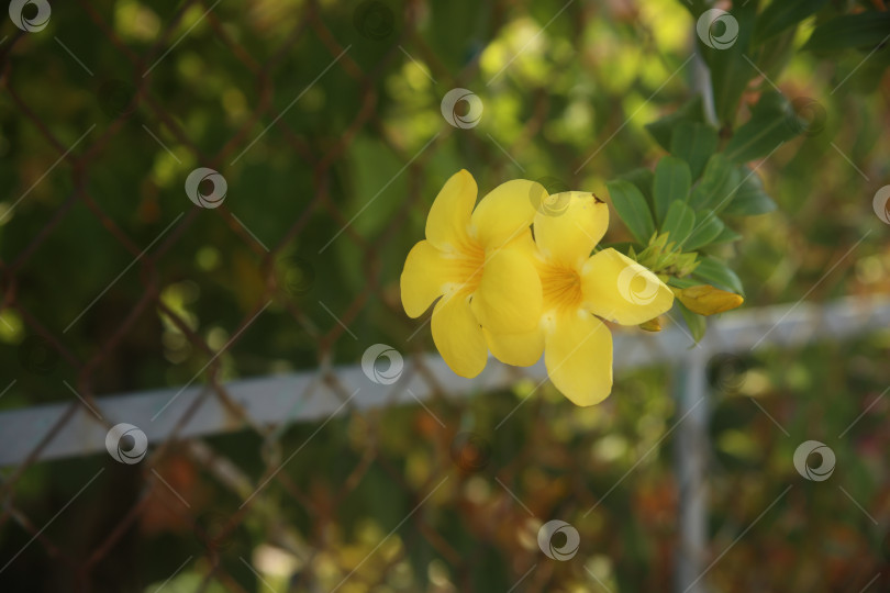 Скачать Цветок желтый с лепестками экзотический фотосток Ozero