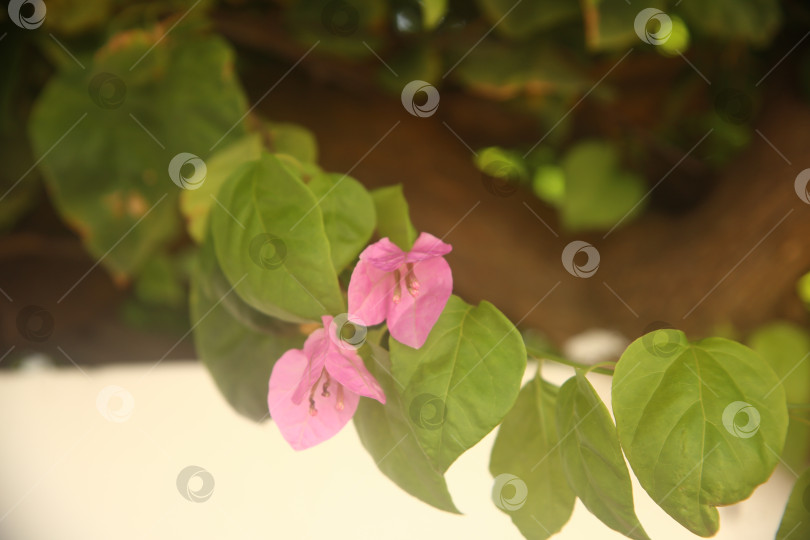 Скачать Цветок розовый бугенвиллея фотосток Ozero