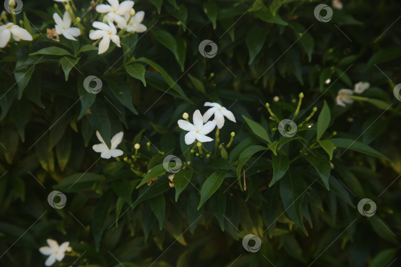 Скачать Белый цветок красивый фотосток Ozero